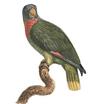 Red-necked Parrot